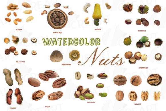 Watercolour Nuts Chart Clip Art Pack: A Designer's Natural Toolkit